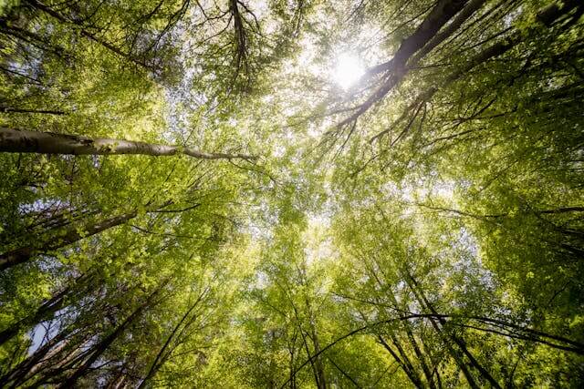Enkele belangrijke dingen om te weten over de nieuwe ‘EU Deforestation Regulation’